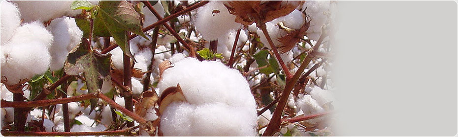 Indian Raw Cotton