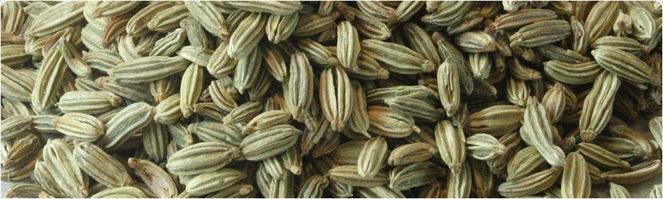 Fennel Seeds, Exporters of Spices, Cumin Seeds, Fennel Seeds, Fenugreek Seeds , Coriander Seeds, Turmeric Fingers