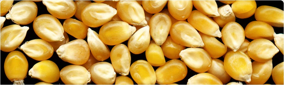 Maize / Yellow Corn, Exporters of Grains, Millet, Sorghum