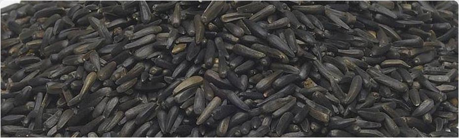 Oil Seeds, Exporters of Groundnut Kernels, Hulled Sesame Seeds, Natural White Sesame Seeds, Natural Black Sesame Seeds, Niger Seeds