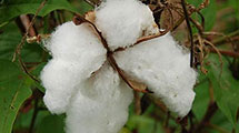 Indian Raw Cotton