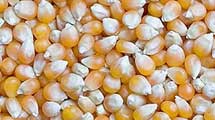 Maize Yellow Corn