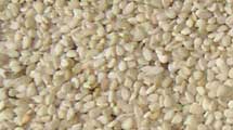 Natural White Sesame Seeds