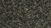 Niger Seeds